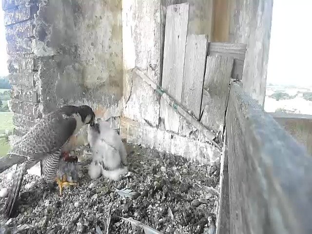 birdcam_12-5-2021-7-55 (1).jpg