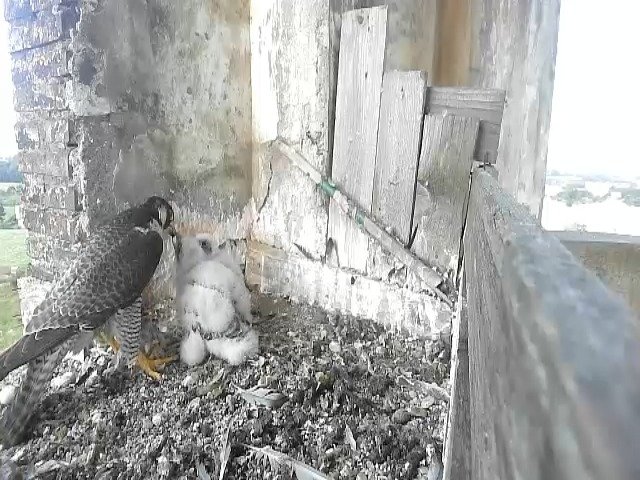 birdcam_12-5-2021-7-54.jpg