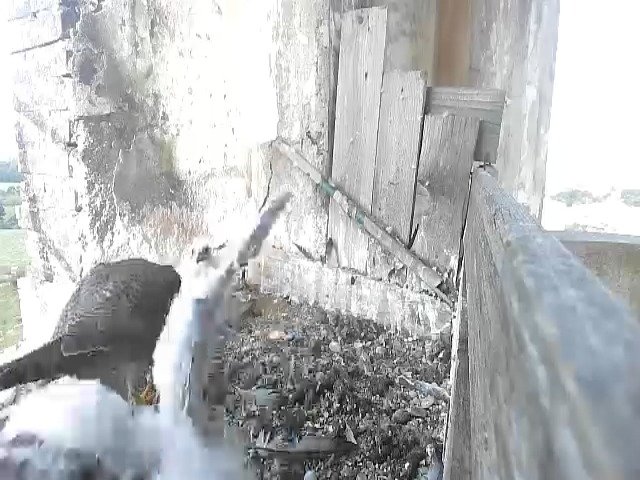 birdcam_12-5-2021-8-3.jpg