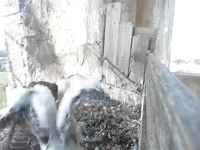 birdcam_12-5-2021-8-3 (1).jpg