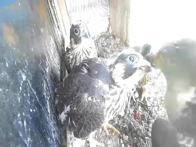 birdcam_12-5-2021-10-34 (1).jpg