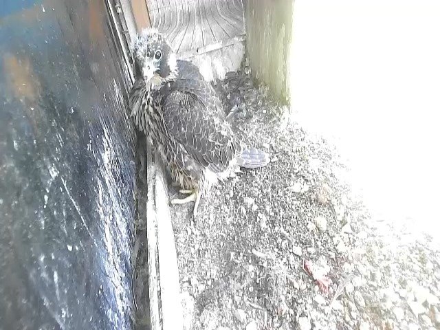 birdcam_12-5-2021-11-29.jpg