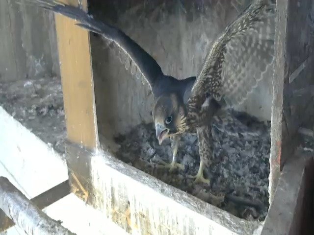 birdcam_12-5-2021-11-38.jpg