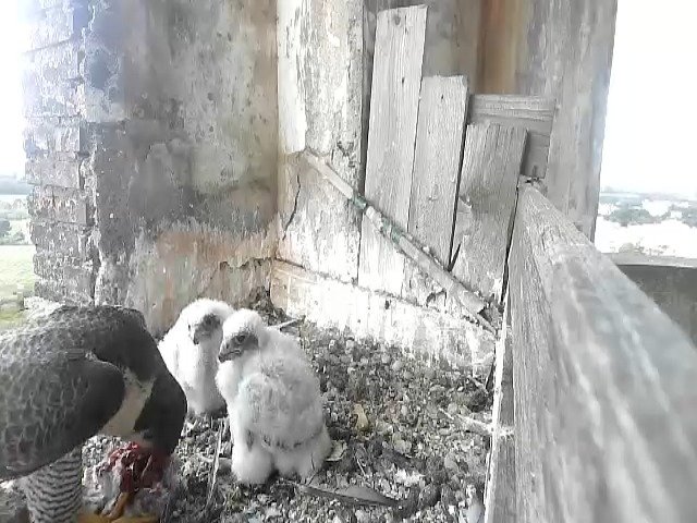 birdcam_13-5-2021-7-4.jpg