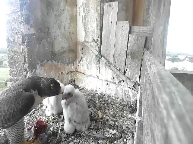 birdcam_13-5-2021-7-4 (1).jpg