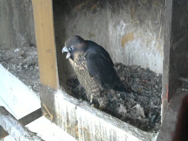 birdcam_13-5-2021-7-12.jpg