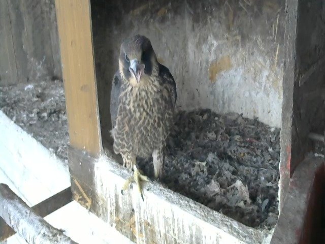 birdcam_13-5-2021-7-10.jpg