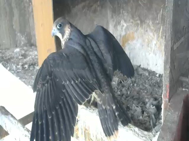 birdcam_13-5-2021-7-51 (3).jpg