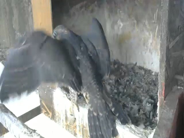 birdcam_13-5-2021-7-51 (1).jpg