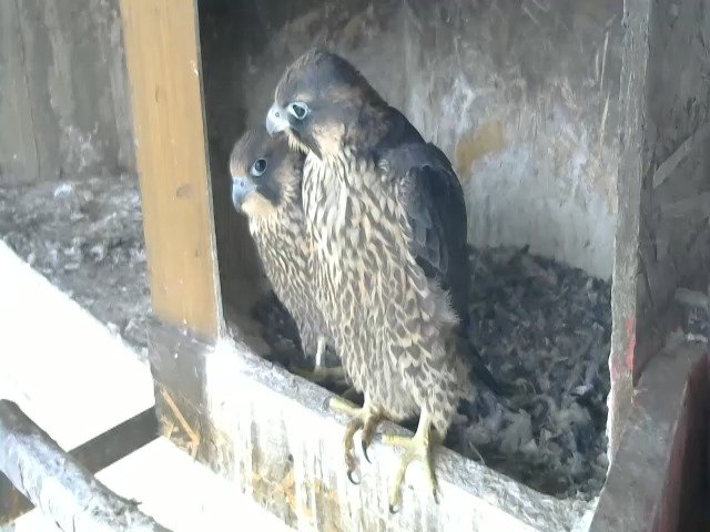 birdcam_13-5-2021-7-55.jpg