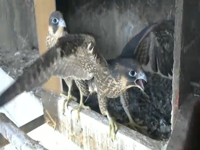 birdcam_13-5-2021-16-23.jpg