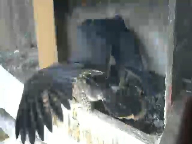 birdcam_13-5-2021-16-20 (1).jpg