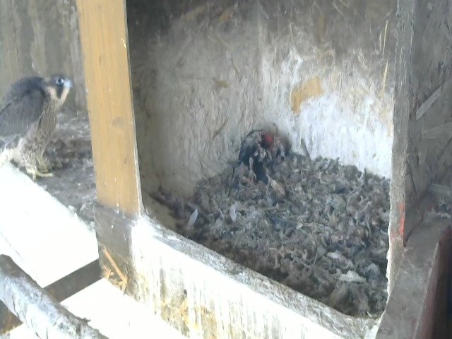 birdcam_14-5-2021-7-32.jpg