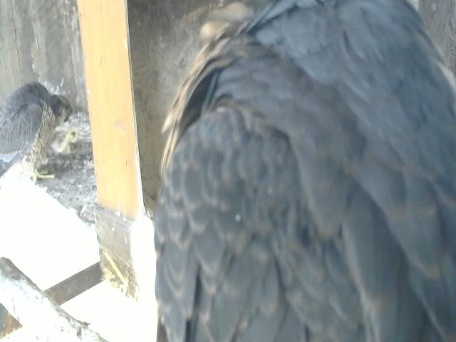 birdcam_14-5-2021-7-43.jpg