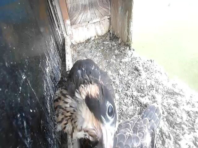 birdcam_14-5-2021-8-9 (1).jpg