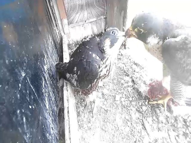 birdcam_14-5-2021-14-23.jpg