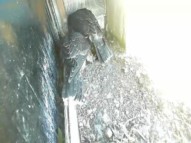 birdcam_20-5-2021-9-17.jpg