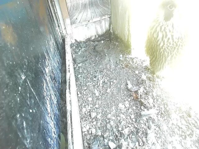 birdcam_20-5-2021-10-17.jpg