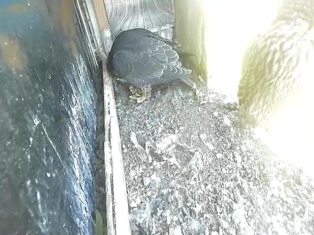 birdcam_20-5-2021-10-38.jpg