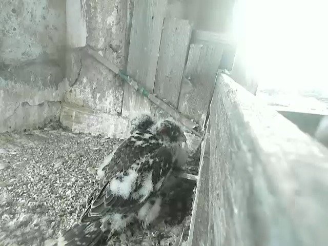 birdcam_20-5-2021-18-14.jpg