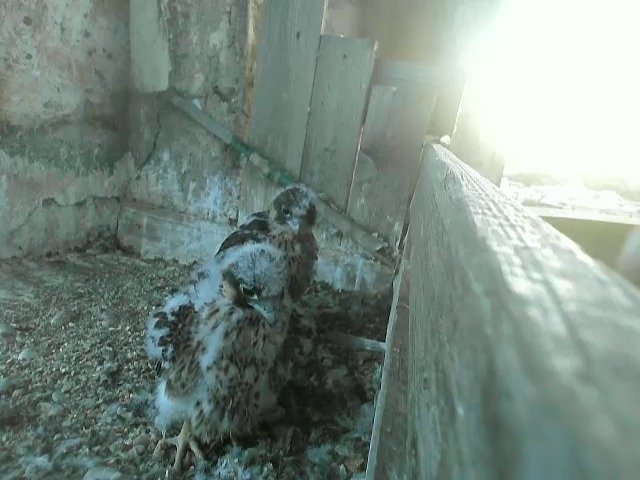 birdcam_20-5-2021-20-39.jpg