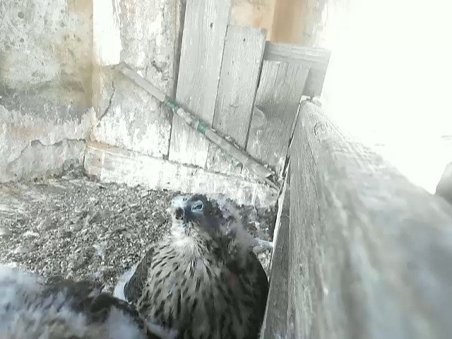 birdcam_21-5-2021-6-30.jpg