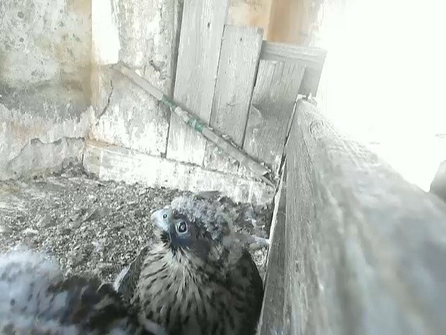 birdcam_21-5-2021-6-30 (2).jpg