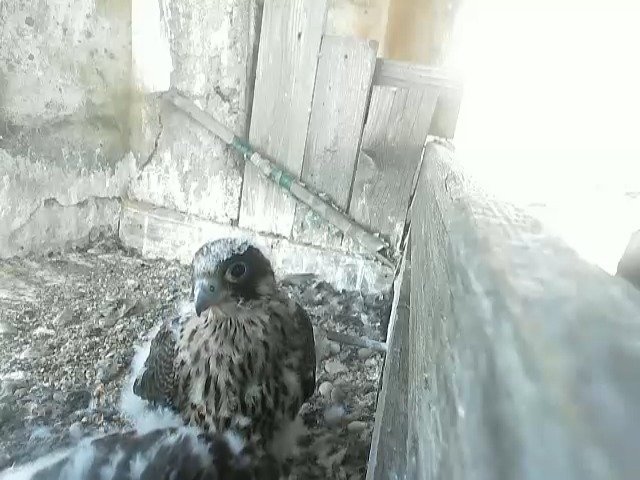 birdcam_21-5-2021-6-23.jpg