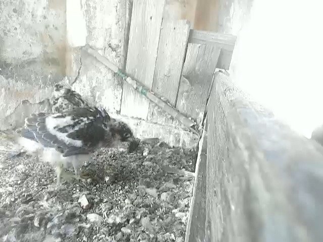 birdcam_21-5-2021-6-50.jpg