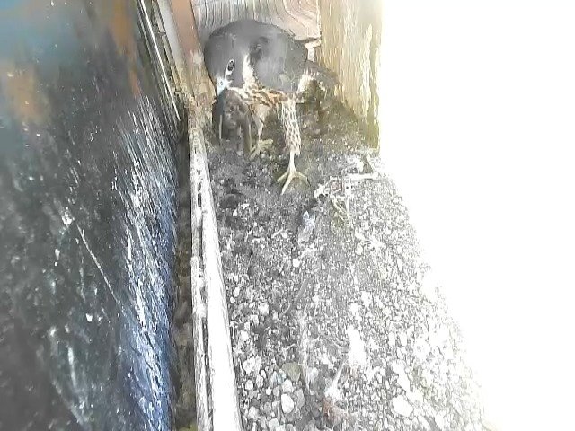 birdcam_21-5-2021-16-36.jpg