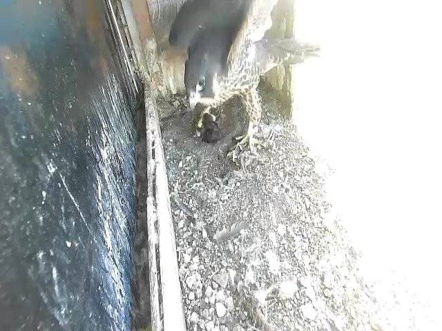 birdcam_21-5-2021-16-33.jpg