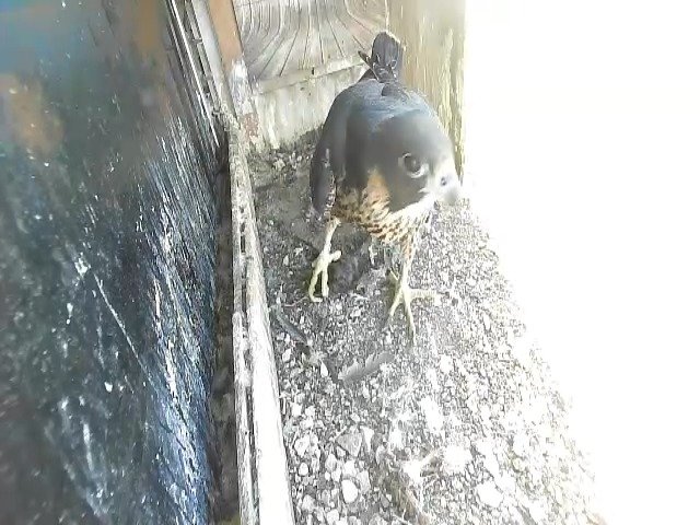 birdcam_21-5-2021-16-33 (1).jpg