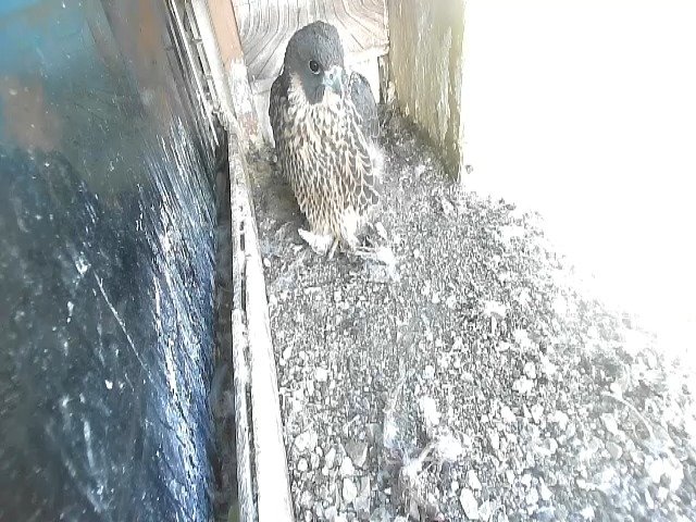 birdcam_22-5-2021-6-37.jpg