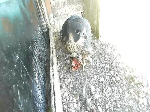 birdcam_22-5-2021-7-18.jpg