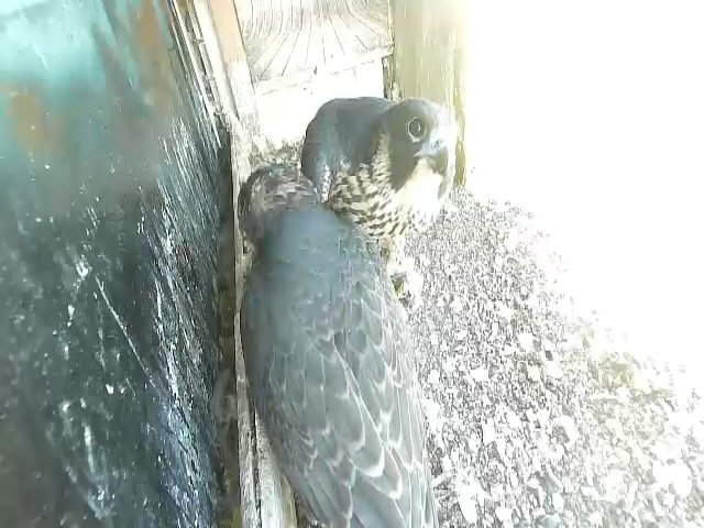 birdcam_22-5-2021-7-23 (1).jpg