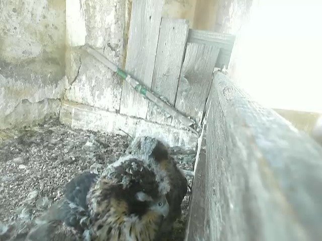 birdcam_22-5-2021-7-53.jpg