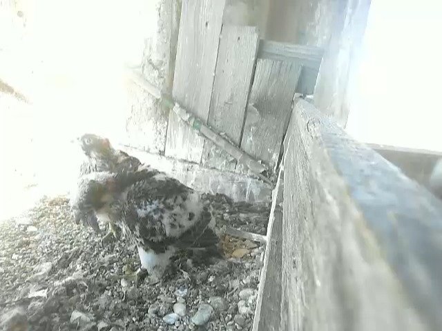 birdcam_22-5-2021-8-37.jpg