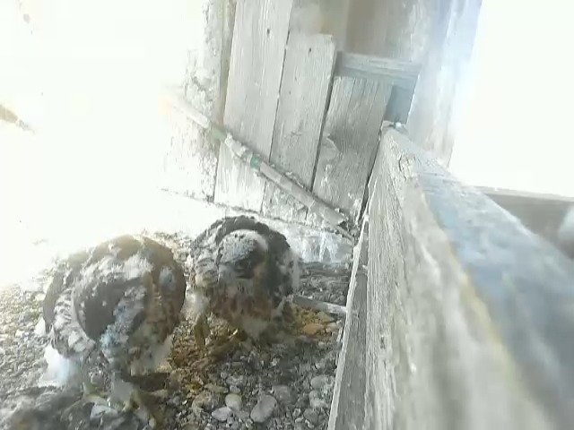 birdcam_22-5-2021-8-37 (1).jpg