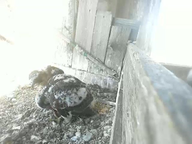 birdcam_22-5-2021-8-36.jpg