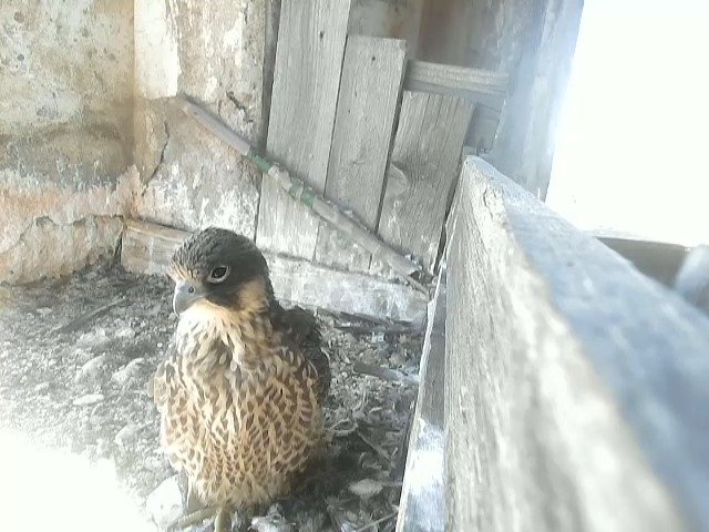 birdcam_1-6-2021-13-10.jpg