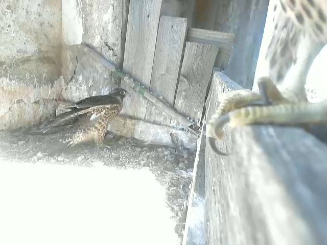 birdcam_1-6-2021-12-33.jpg