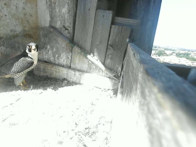 birdcam_3-6-2021-11-57 (1).jpg