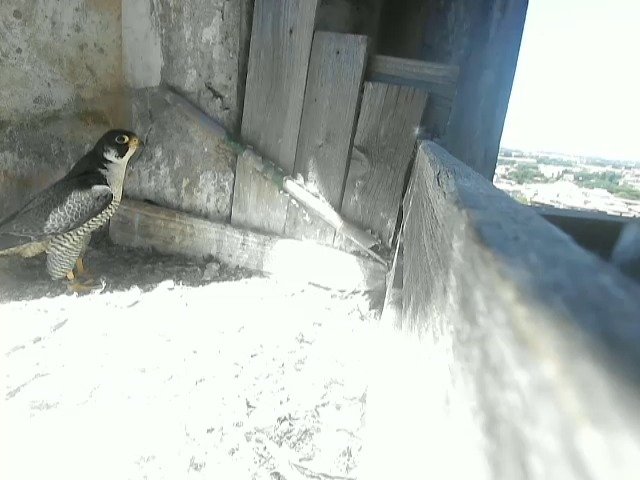 birdcam_3-6-2021-11-57.jpg