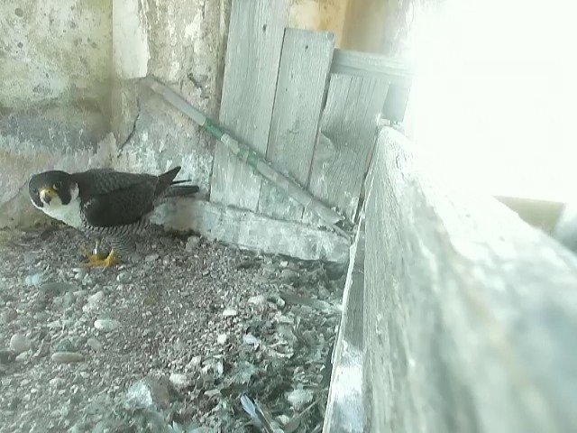 birdcam_3-6-2021-15-58 (2).jpg