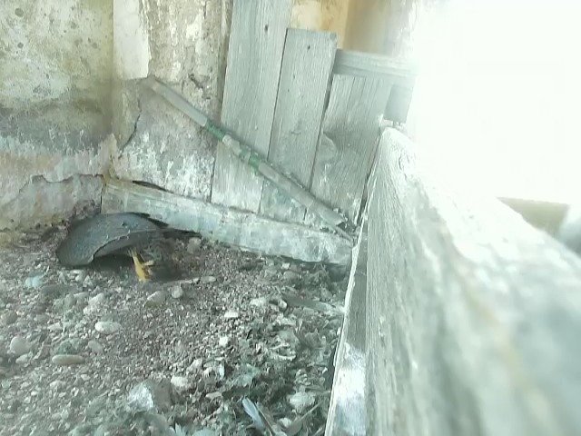 birdcam_3-6-2021-15-59 (1).jpg