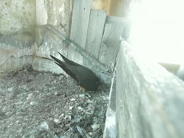 birdcam_3-6-2021-16-0 (2).jpg