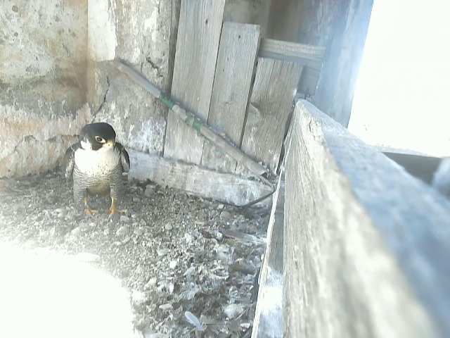 birdcam_4-6-2021-13-1.jpg