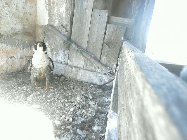 birdcam_4-6-2021-13-2.jpg