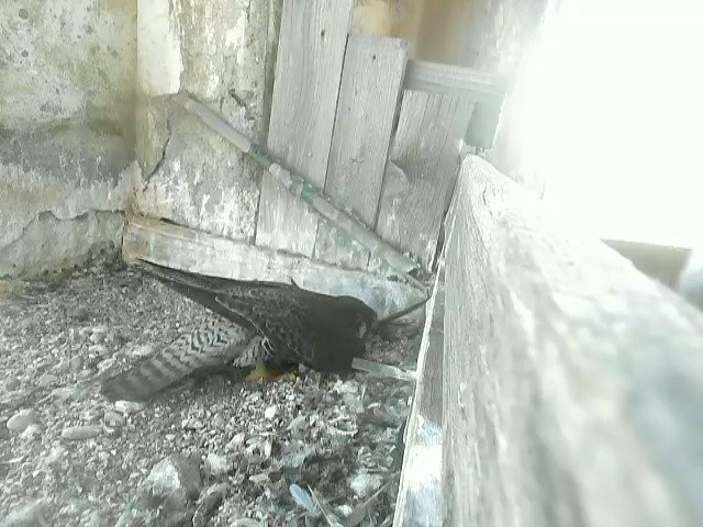 birdcam_4-6-2021-14-30.jpg