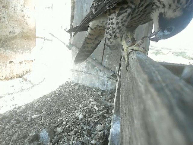 birdcam_8-6-2021-9-34.jpg